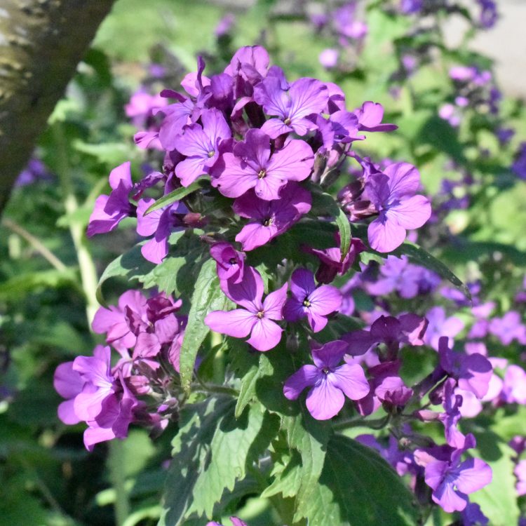 Lunaria annua