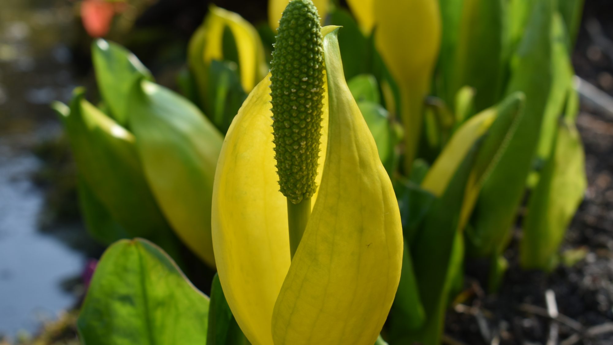 Lysichiton americanus