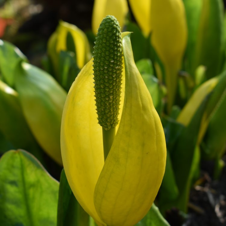 Lysichiton americanus