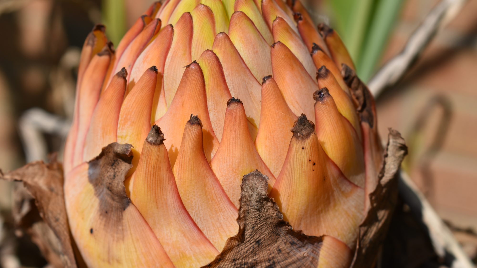 Musella lasiocarpa