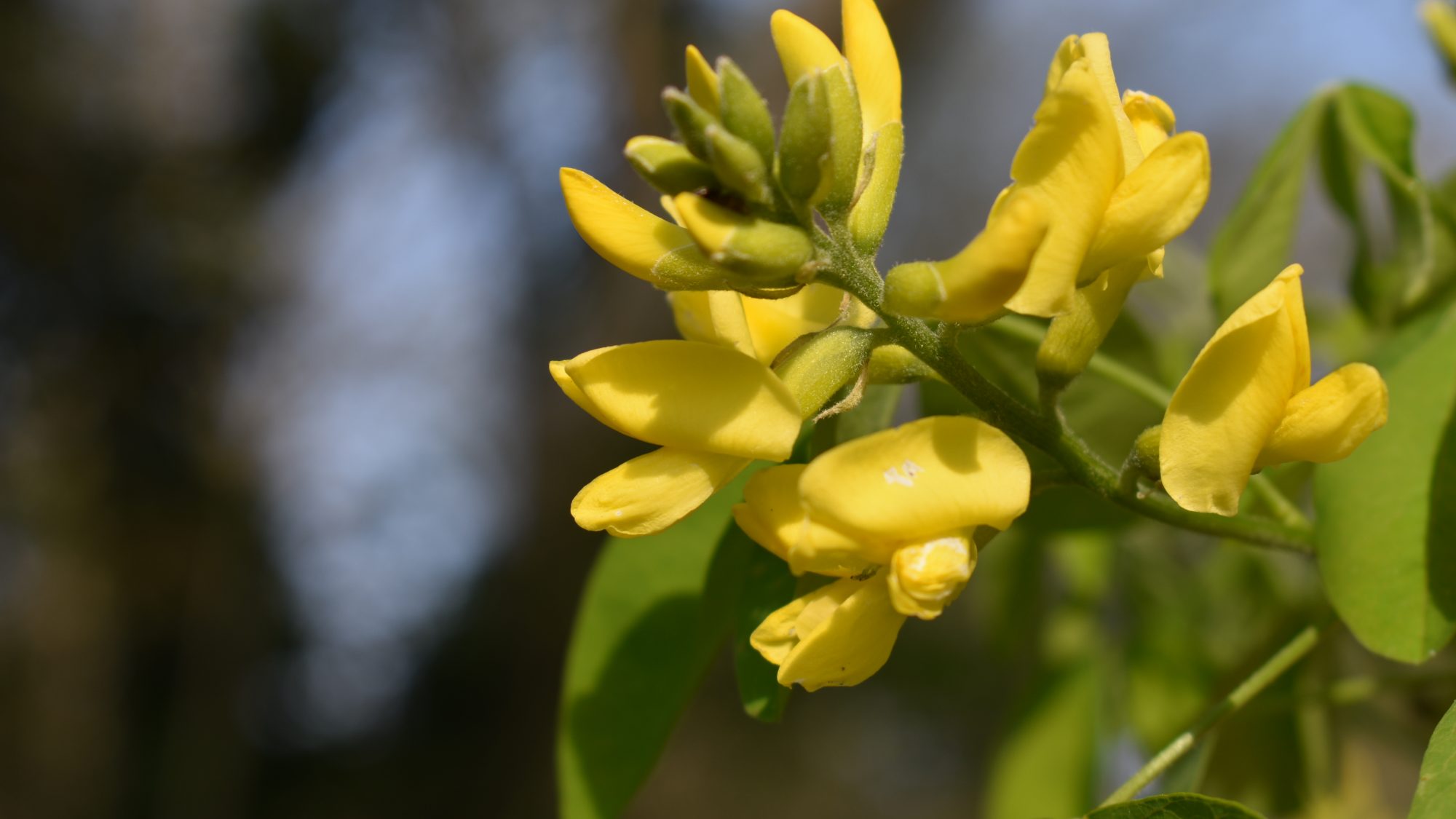 Petteria ramentacea