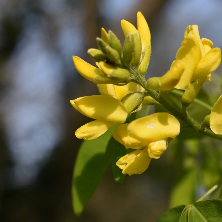Petteria ramentacea