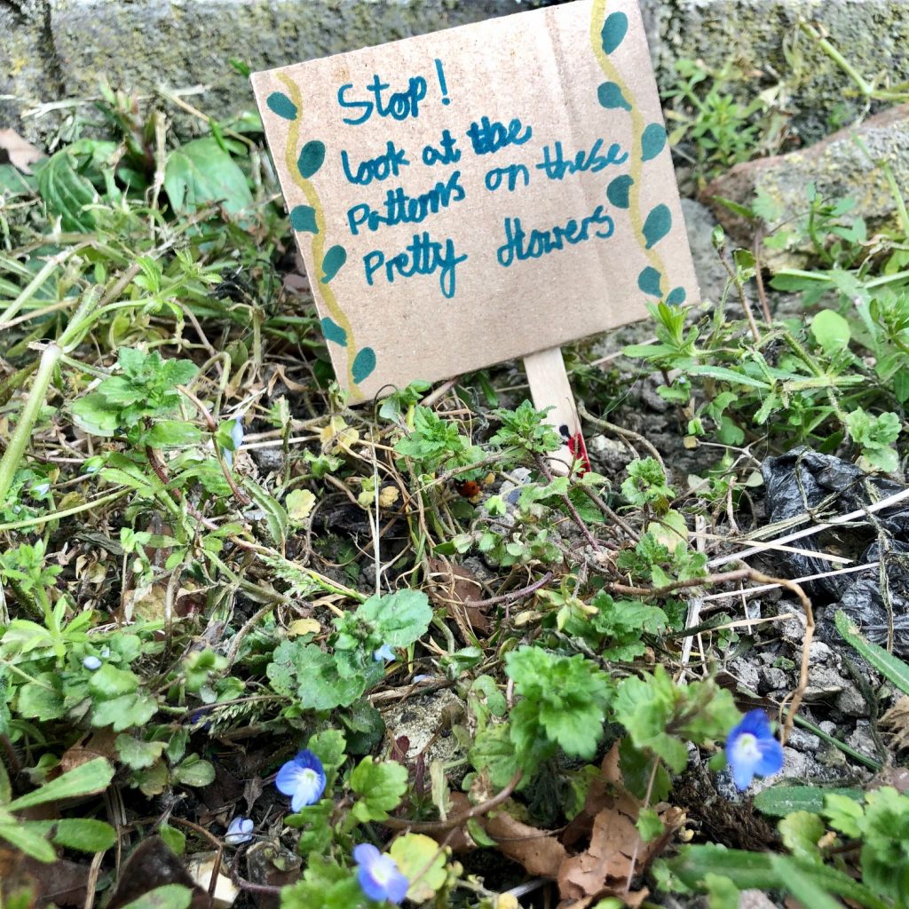 A handmade sign placed next to wildflowers, reading 'Stop! look at the patterns on these pretty flowers'