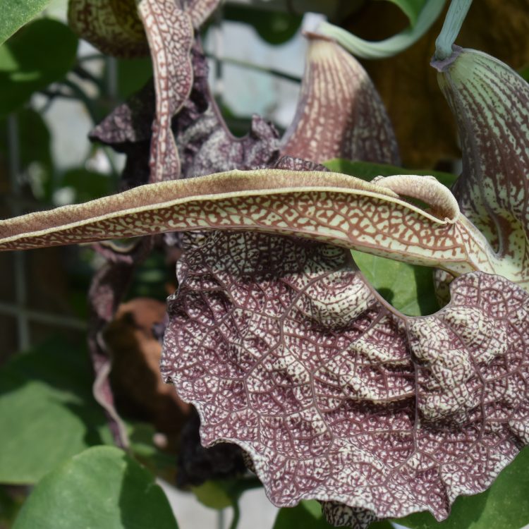 Aristolochia labiata
