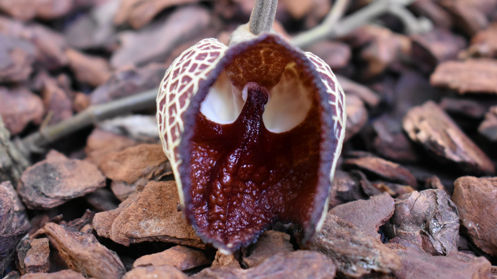 Aristolochia salvadorensis