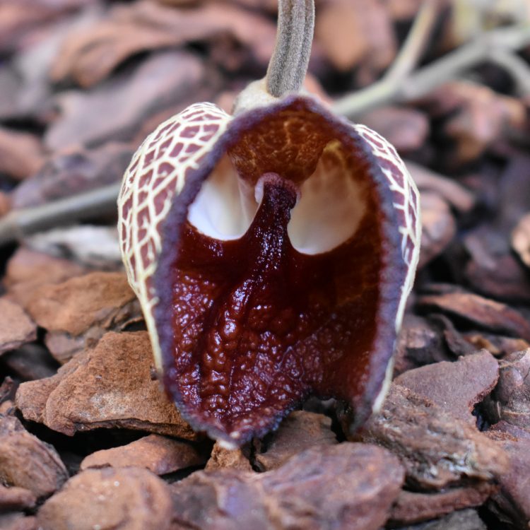 Aristolochia salvadorensis