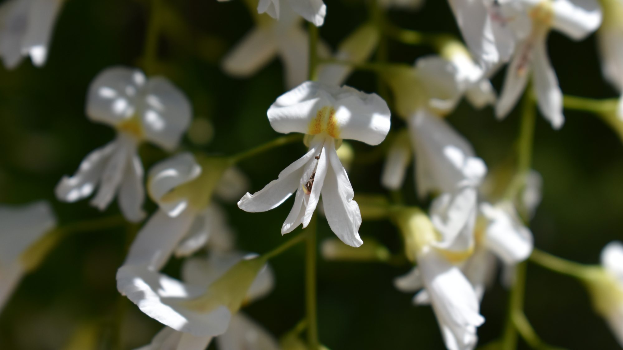 Cladrastis kentukea