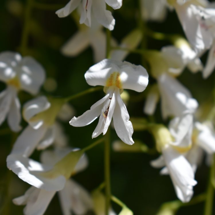 Cladrastis kentukea