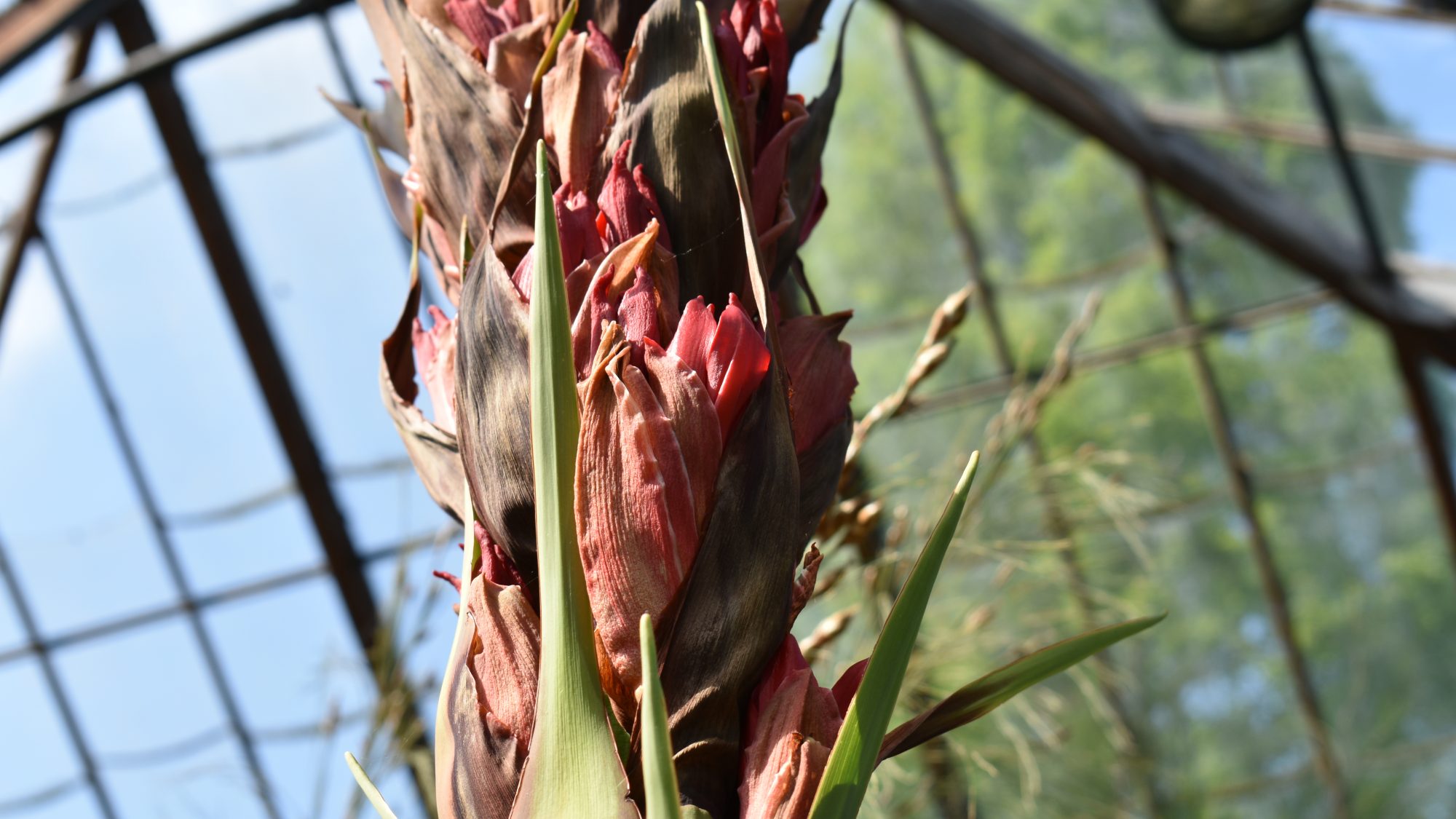 Doryanthes excelsa