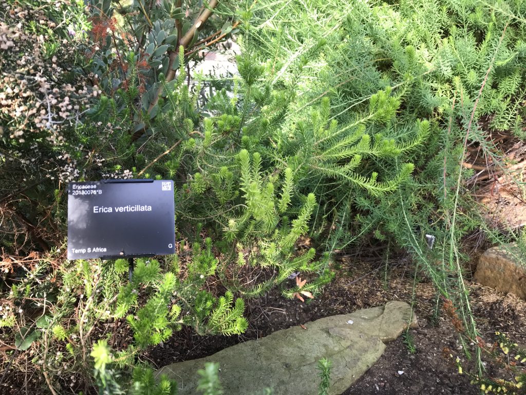 A dwarf shrub in the Continents Apart glasshouse.