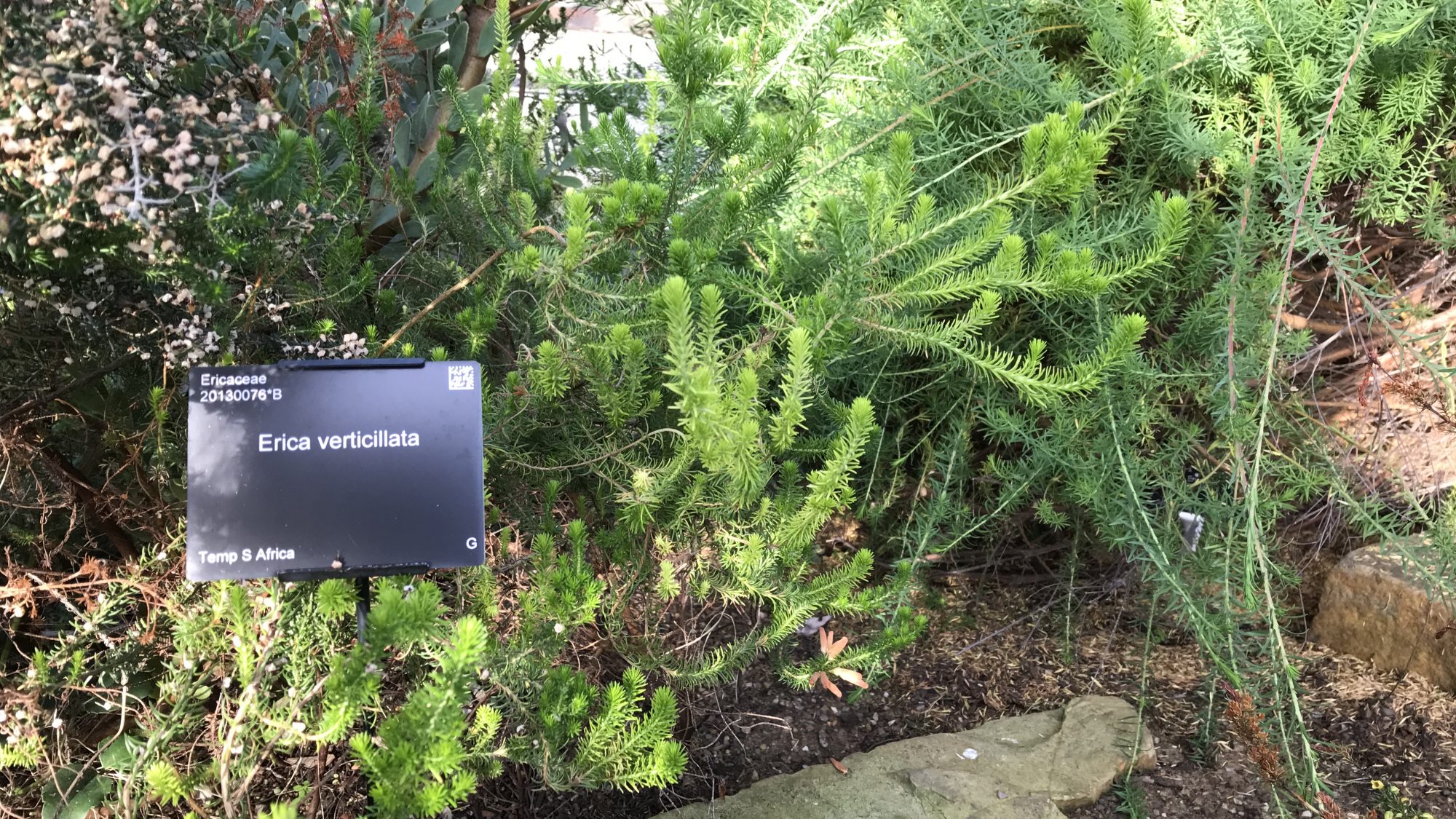 A dwarf shrub in the Continents Apart glasshouse.