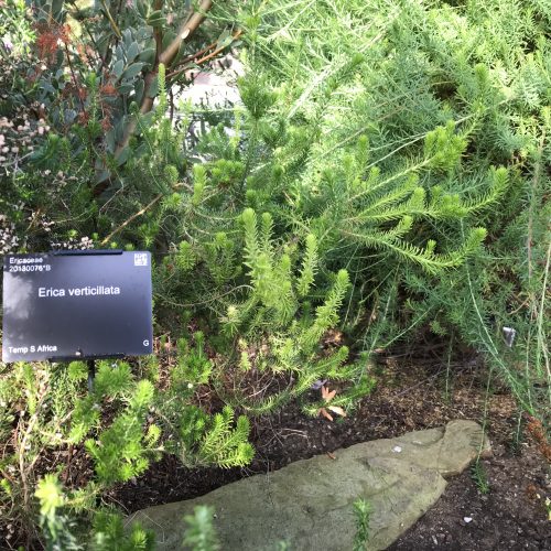 Festival of Plants - Day 3: Conservation