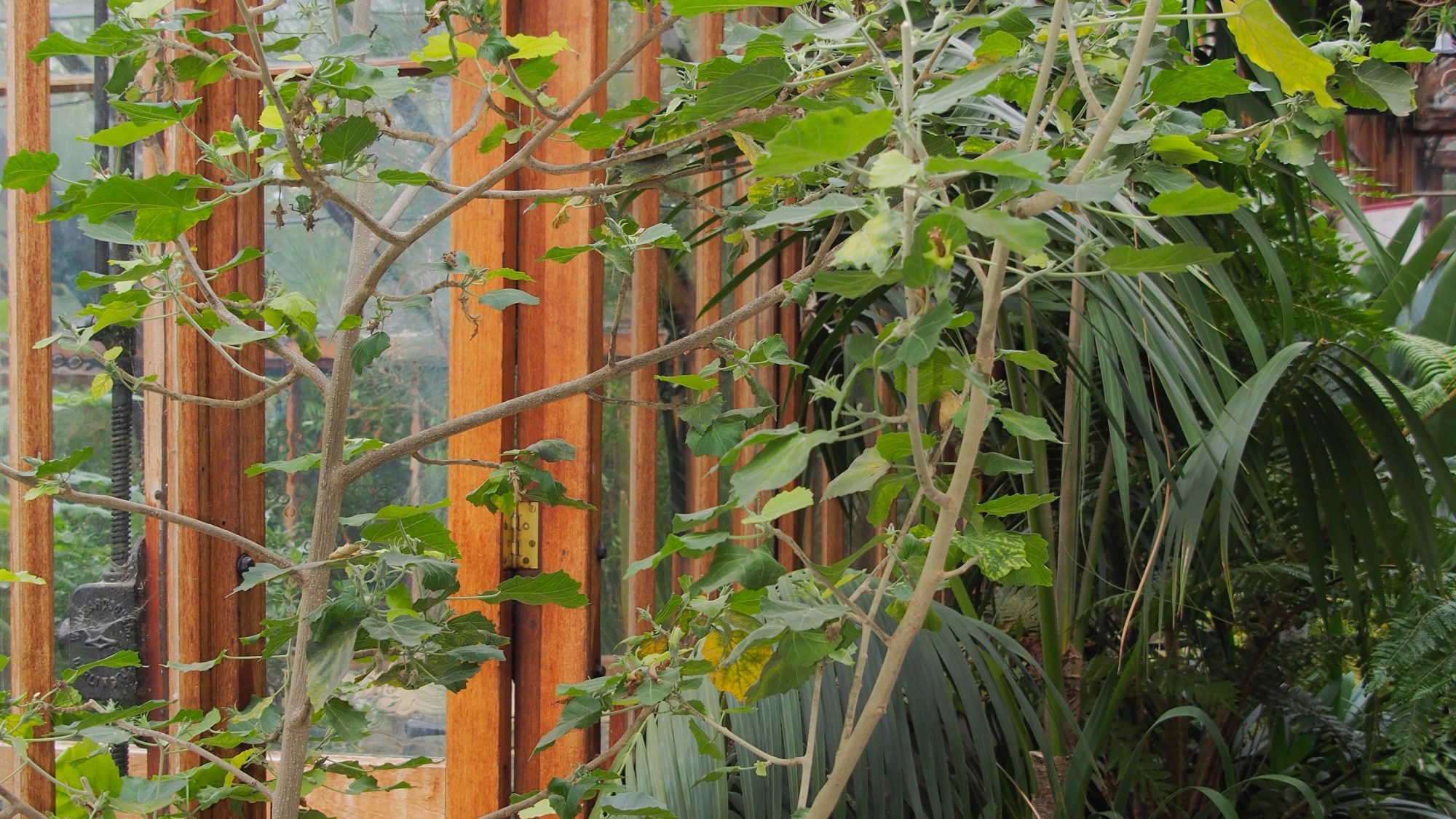 A small tree with heart shaped green leaves in the glasshouse range.