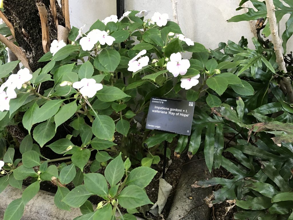 A small shrub in the glasshouse with the cultivar name 'Ray of Hope'