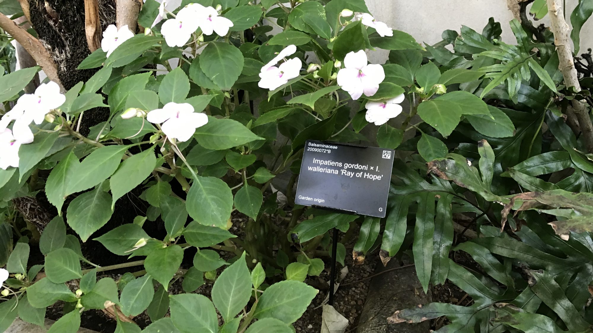 A small shrub in the glasshouse with the cultivar name 'Ray of Hope'