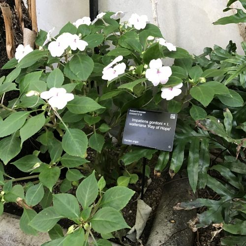 Plant Conservation: Stories of Hope