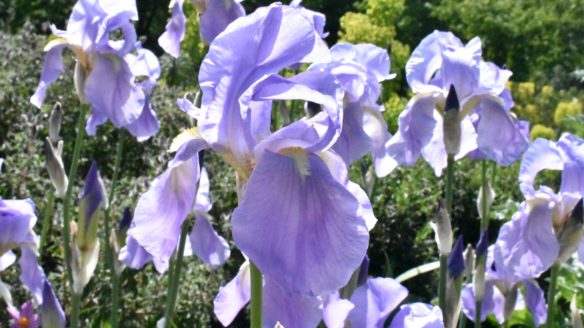 Pale blue bearded Iris.