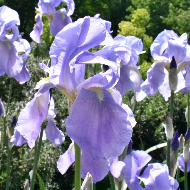 Iris pallida