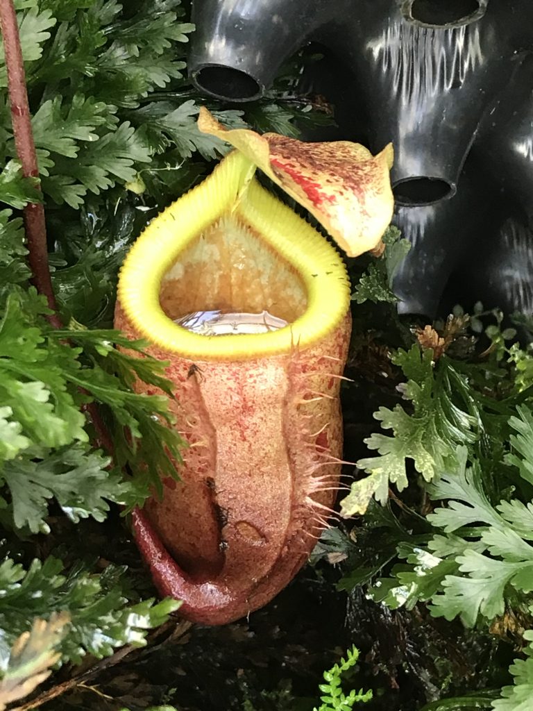 A large pitcher plant with a brown outside and greenish inside.