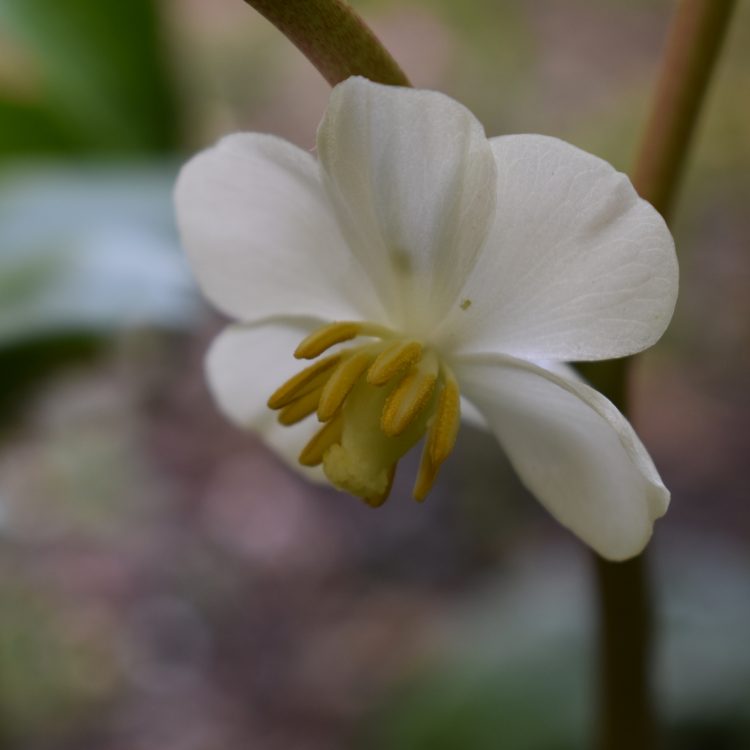 Podophyllum peltatum