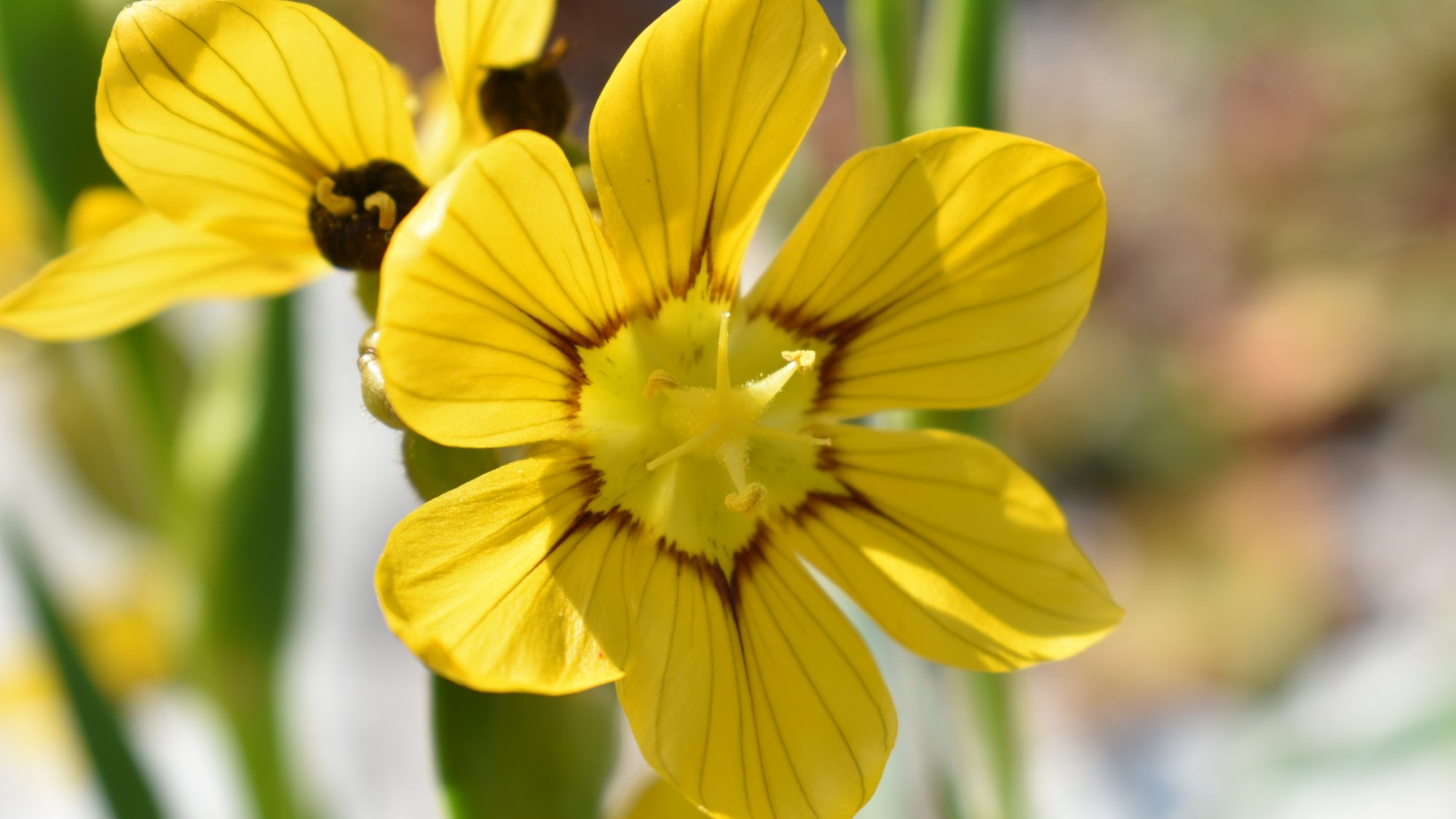 Sisyrinchium elmeri