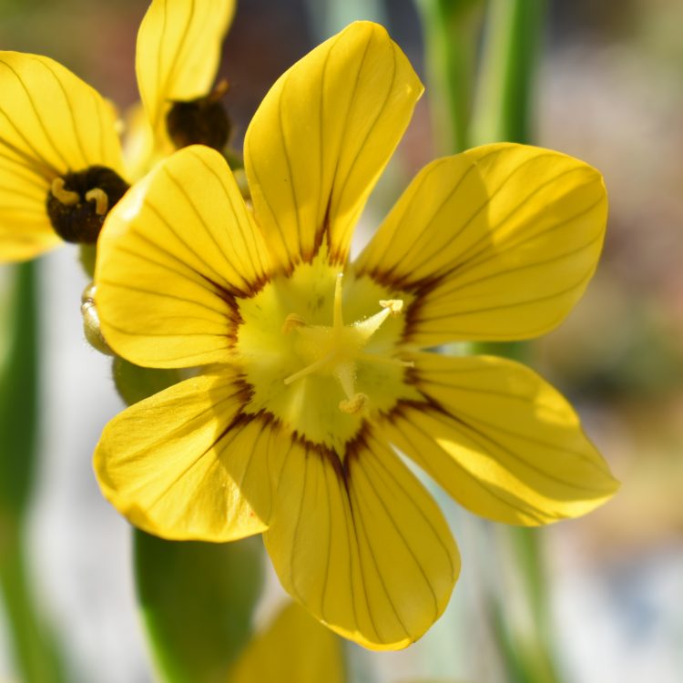 Sisyrinchium elmeri