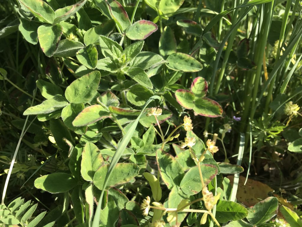 Small green clover leaves.