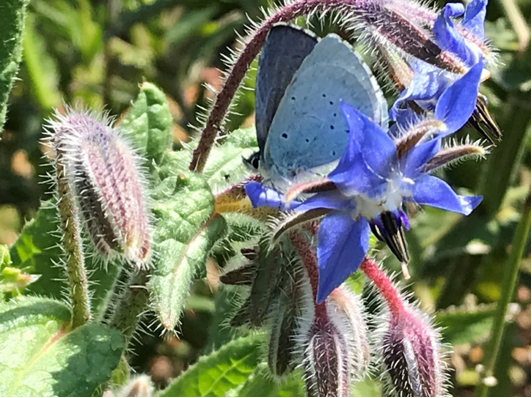 A blue butterfly on a blue wildflower.
