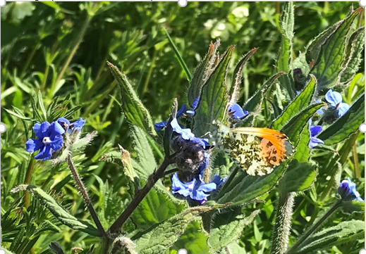 An orange butterfly on a plant with blue flowers.