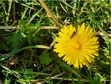 A bee on a yellow dandelion.