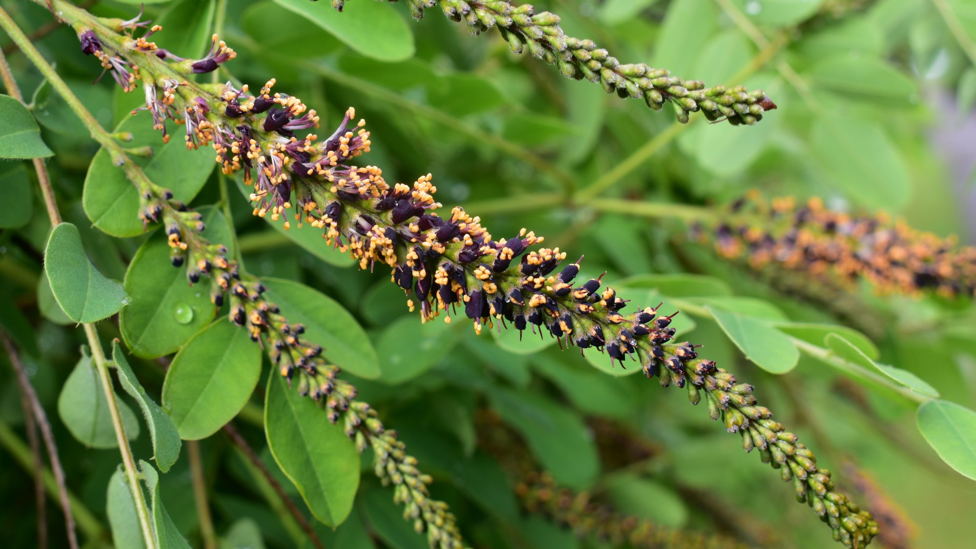 Amorpha fruticosa