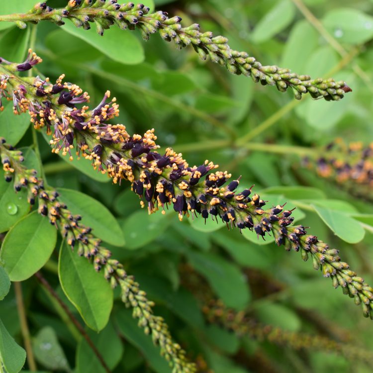 Amorpha fruticosa