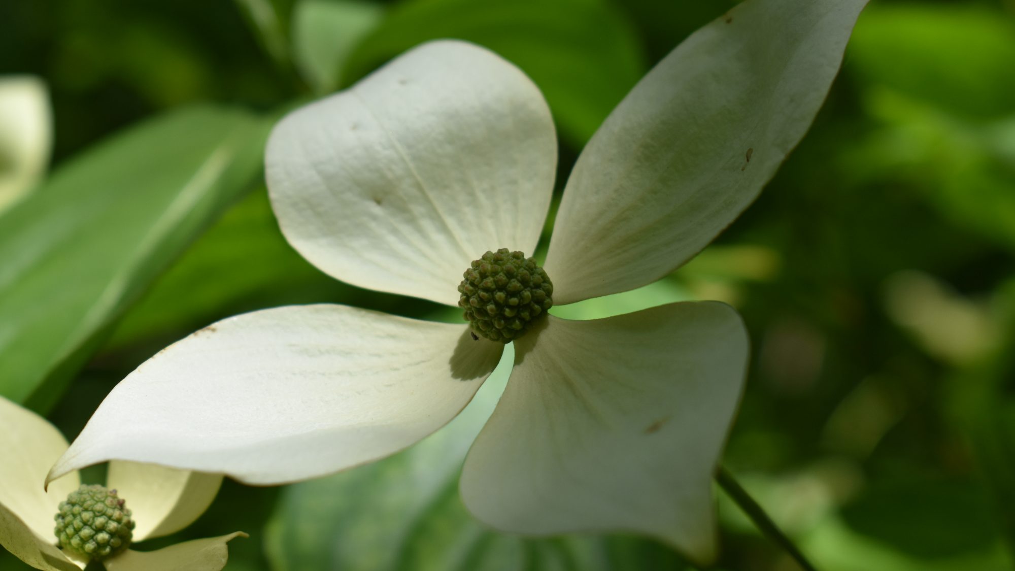 Four white bracts surrounding a spherical head of tiny flowers.