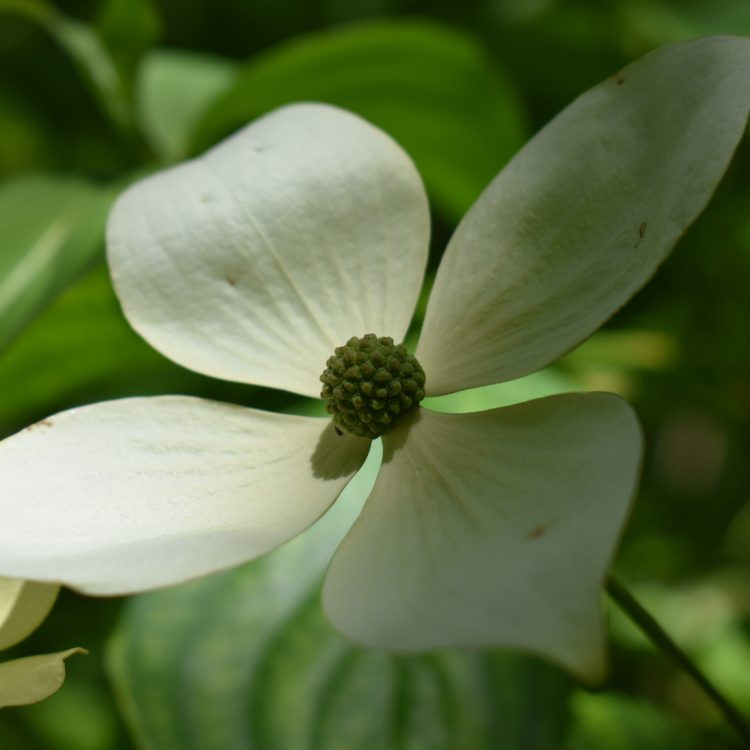 Cornus ‘Norman Hadden’