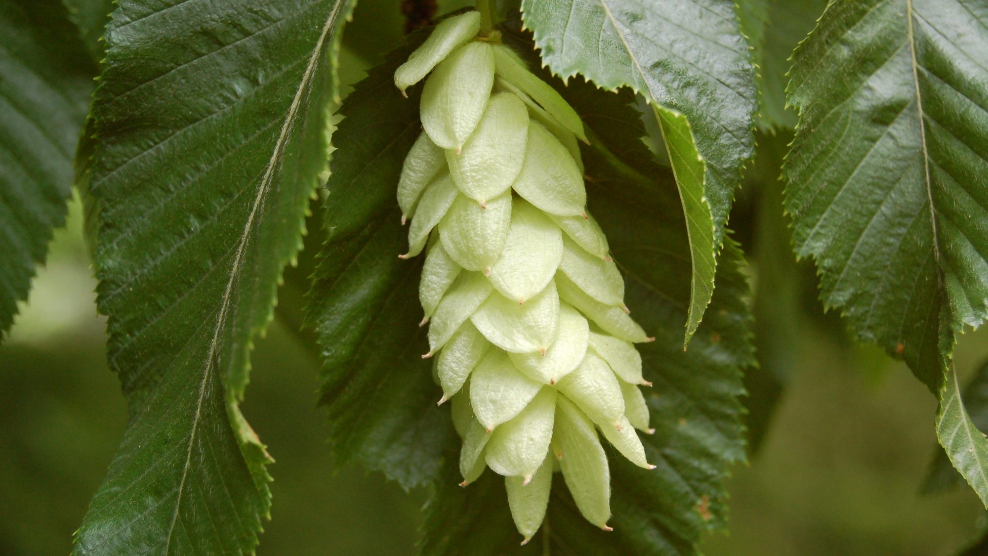 Ostrya carpinifolia