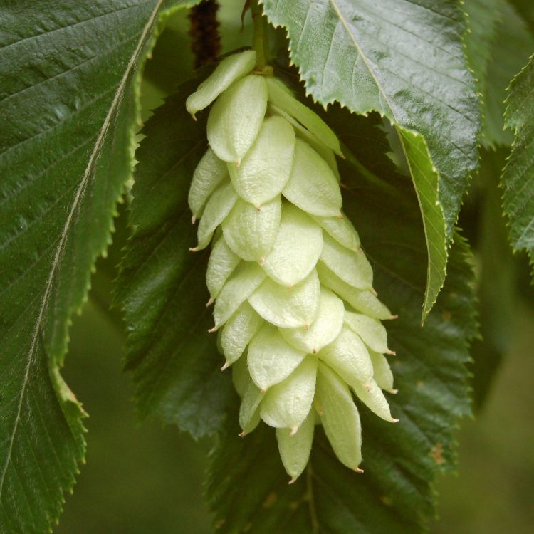 Ostrya carpinifolia (summer)