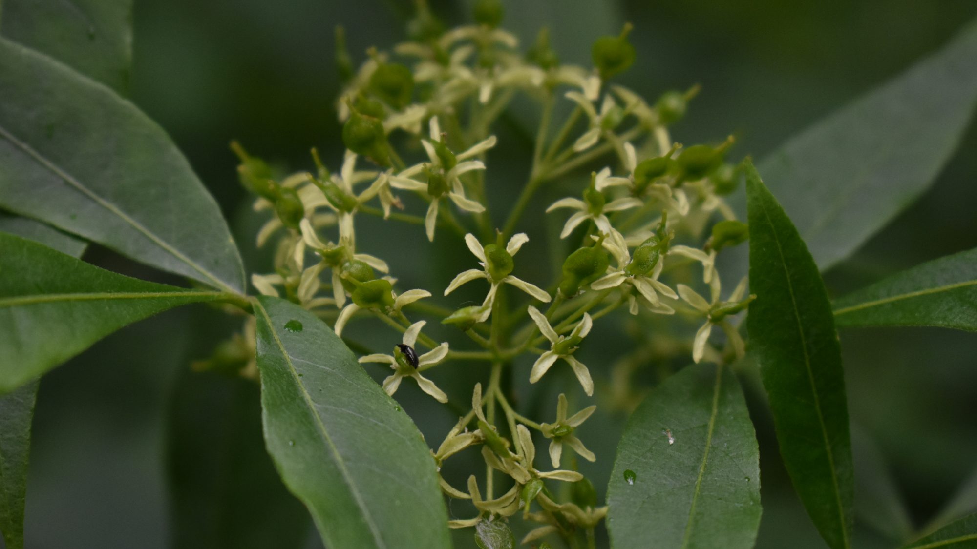 Ptelea trifoliata