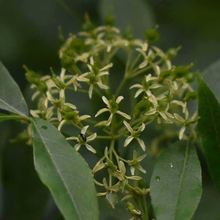 Ptelea trifoliata