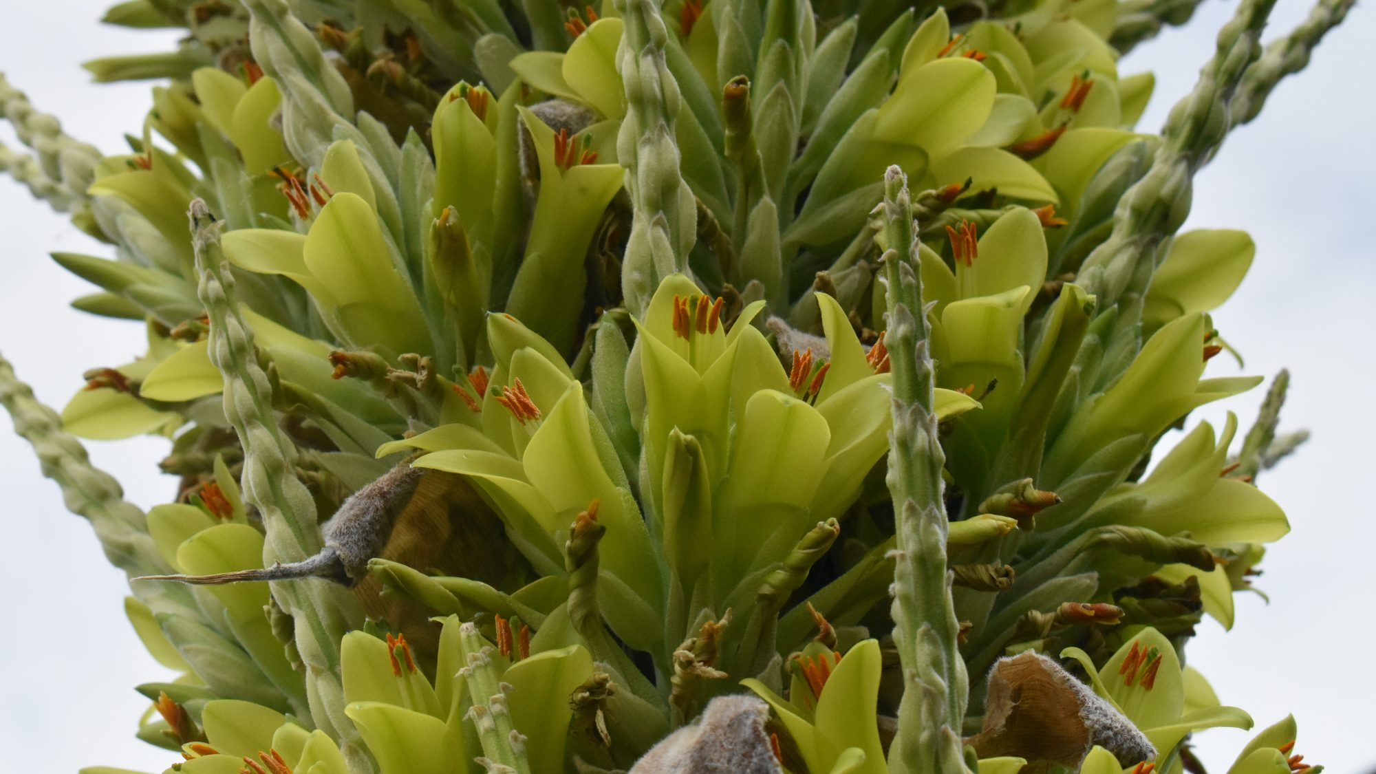 Puya chilensis