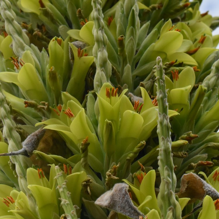 Puya chilensis