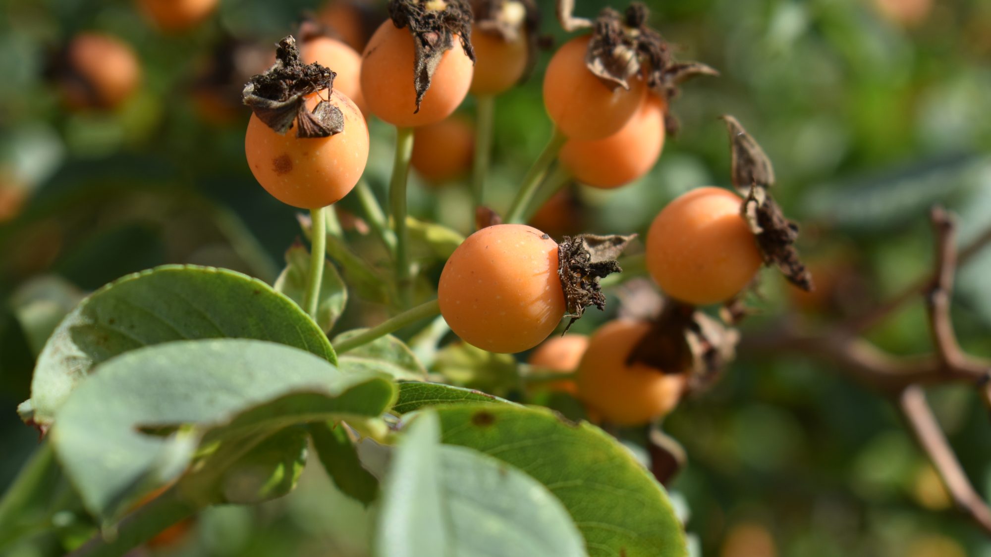Clusters of orange rose hips