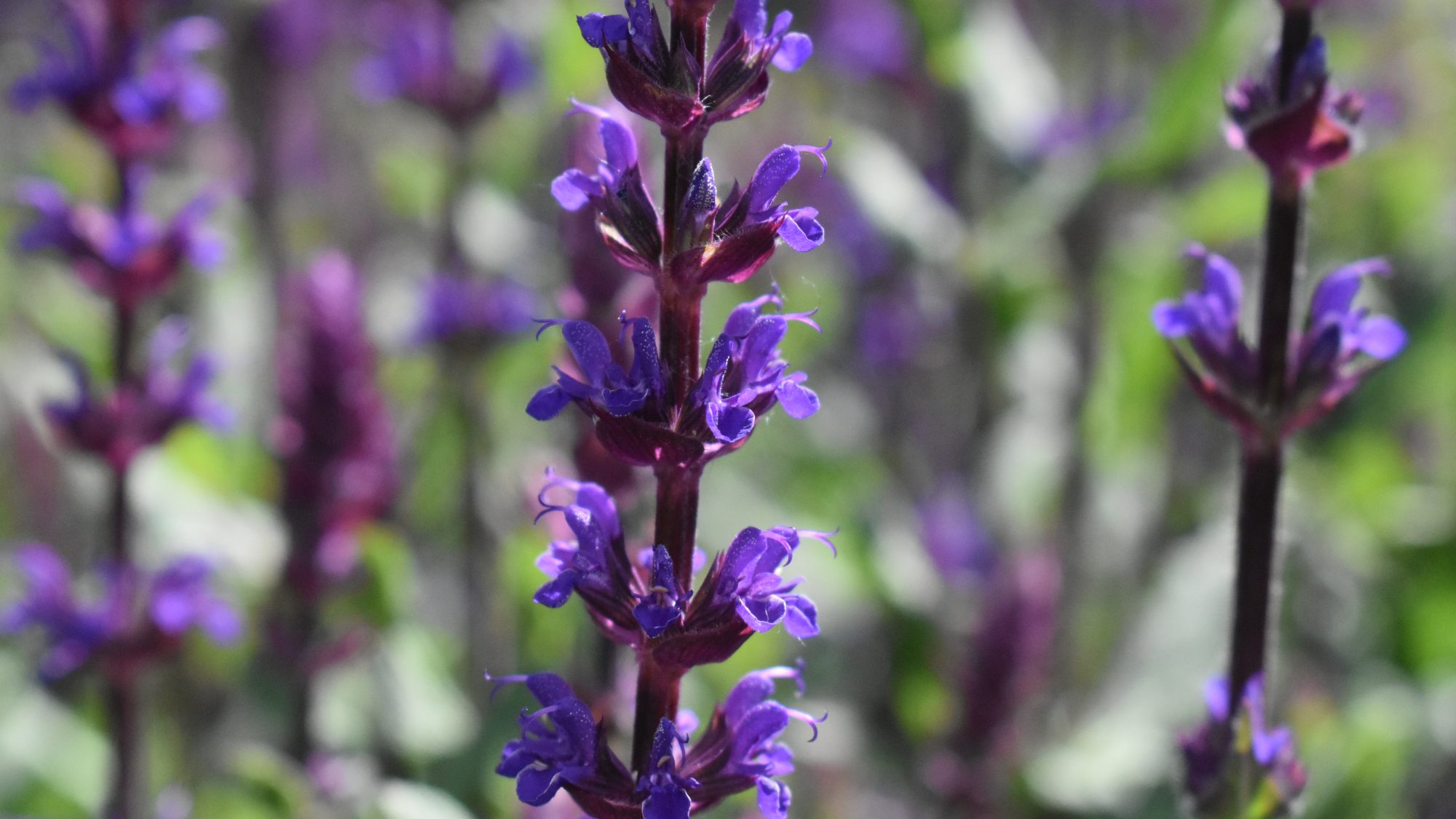 Erect raceme of two-lipped, violet-purple flowers.