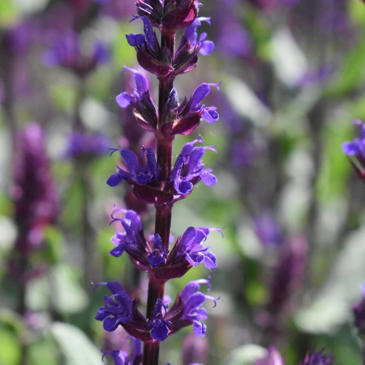 Salvia nemorosa ‘Caradonna’