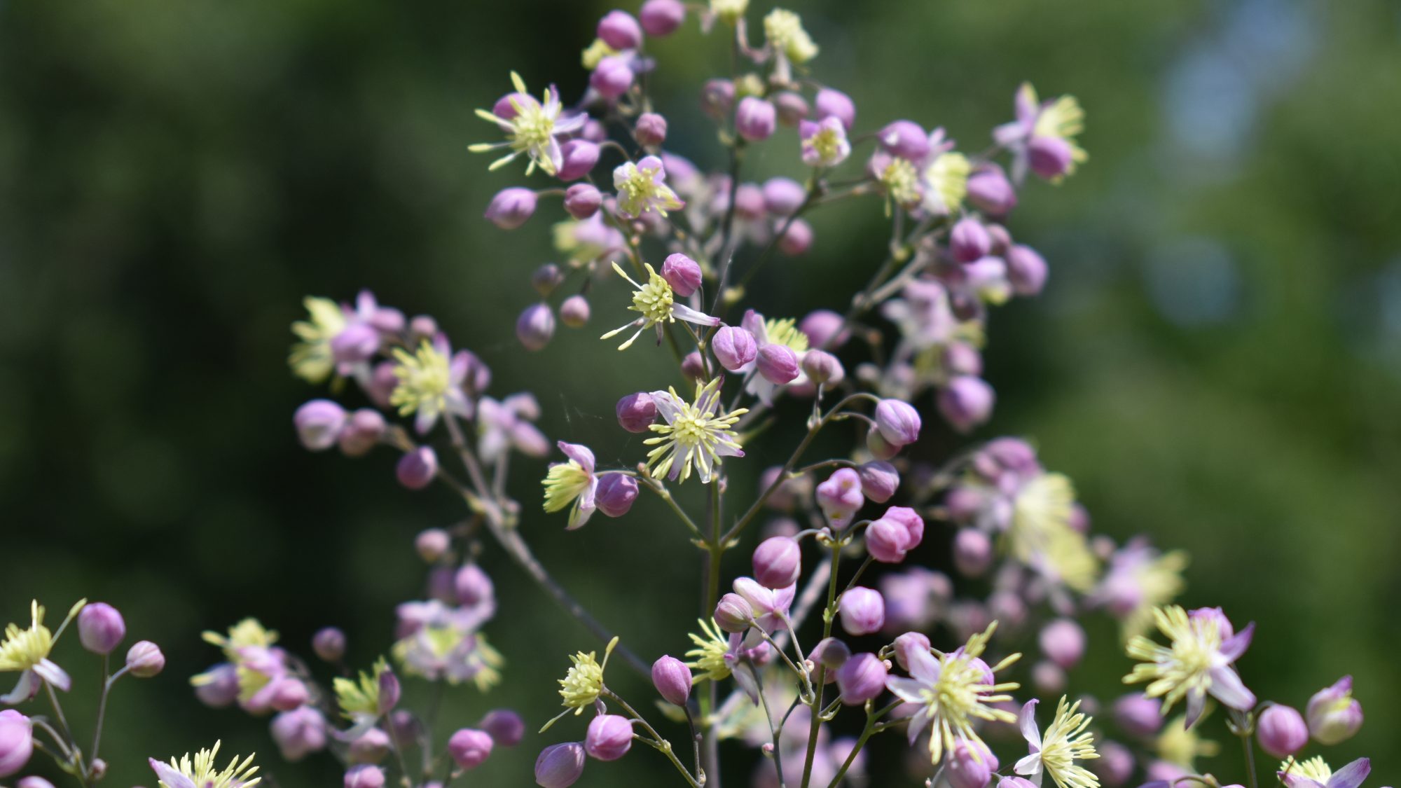 Thalictrum 'Elin'