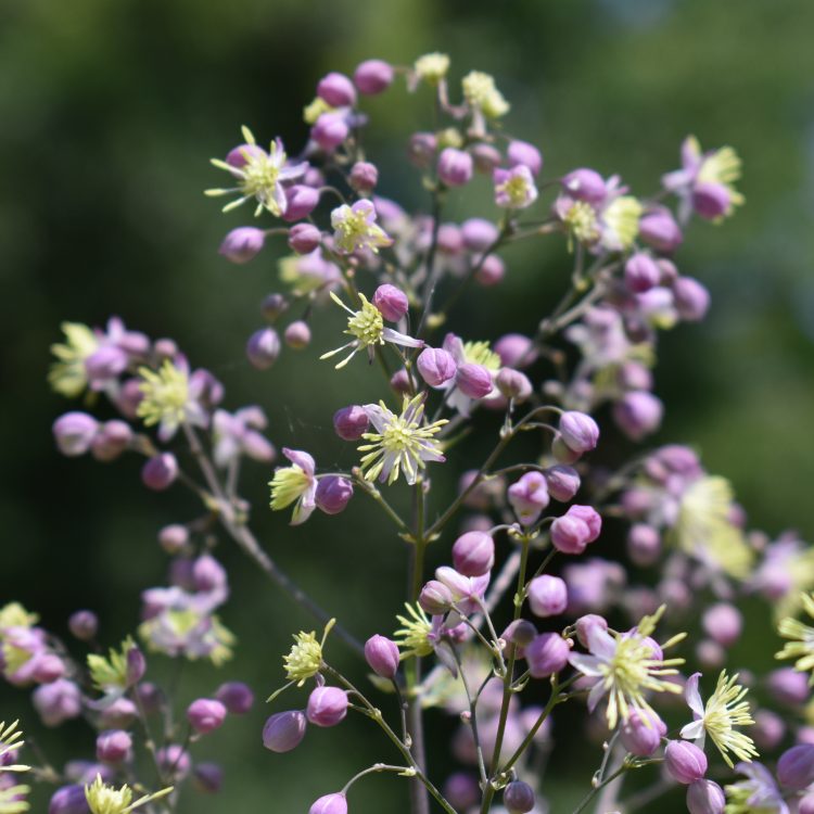 Thalictrum ‘Elin’