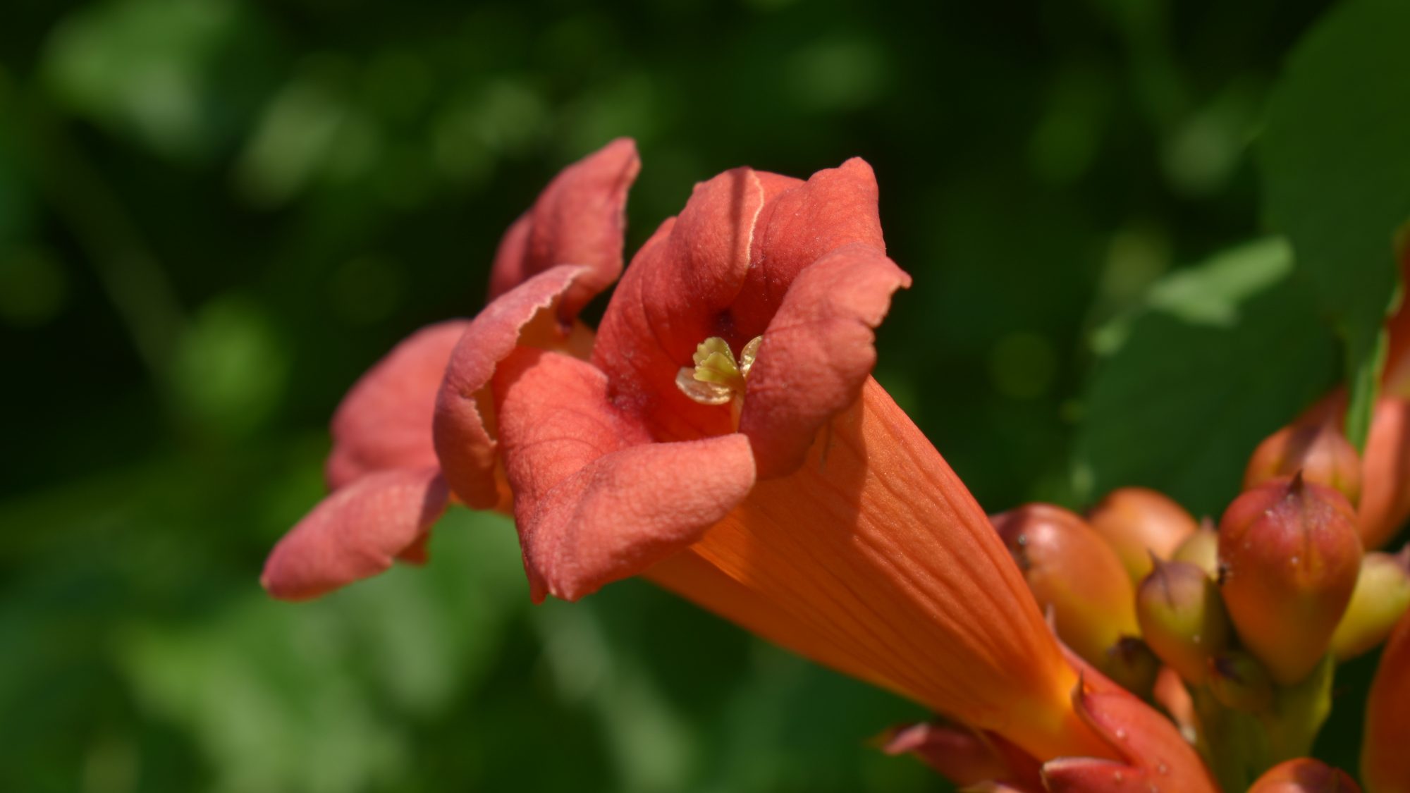 Campsis radicans
