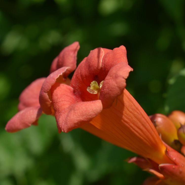 Campsis radicans