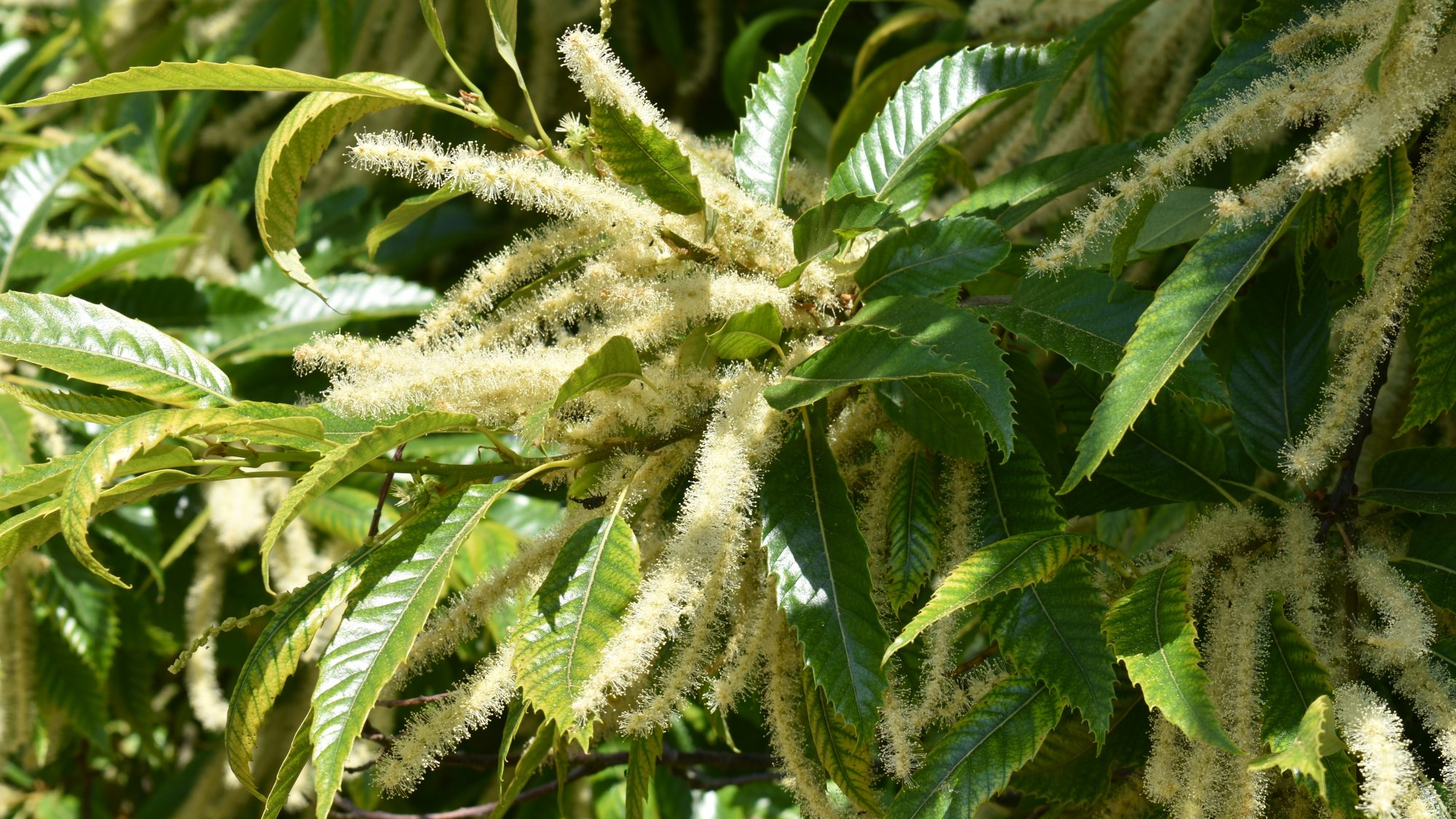 Castanea sativa