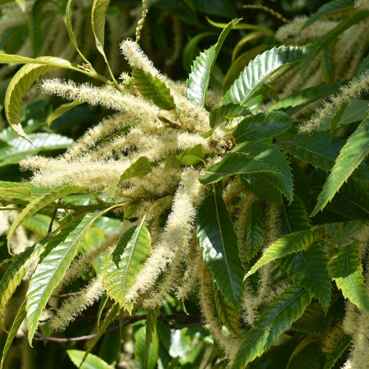 Castanea sativa