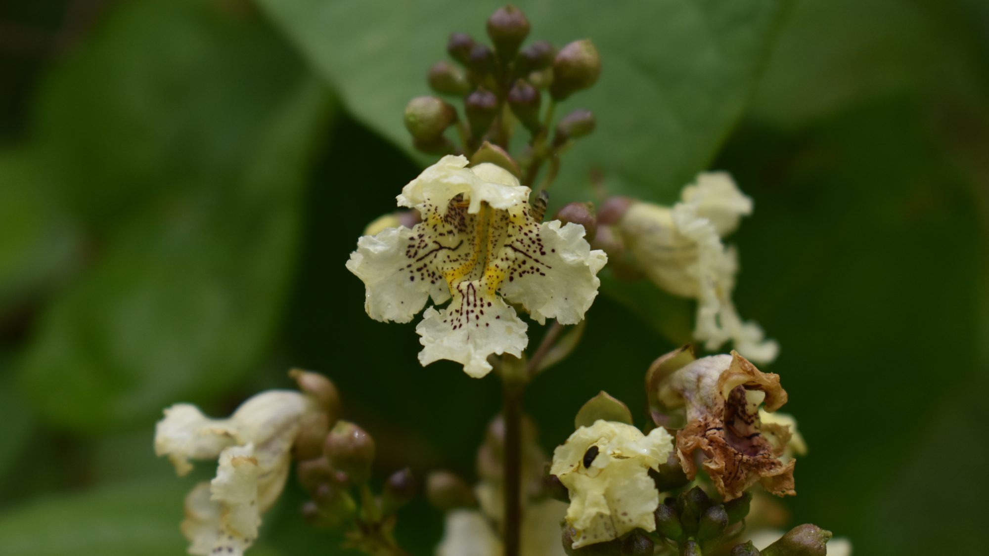 Catalpa ovata
